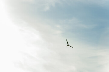 Obraz premium Stork (Himatopus himantopus) flying at sunset