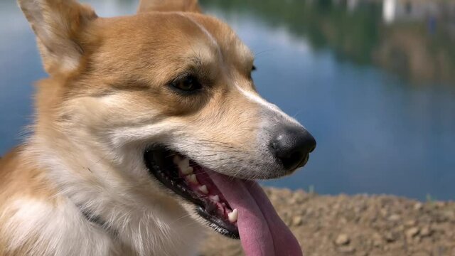 Psy welsh corgi w parku