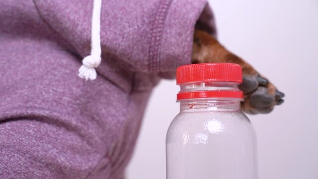 Dog in pink sweatshirt cheeky unscrews the cap on plastic bottle with wide neck to participate in challenge, close up, slow motion.