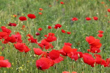 Field of poppies in nature