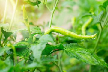 Close up green Thai chilli  on tree agriculteral in organic farm in Thailand.