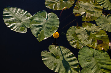 Water lilies on the lake