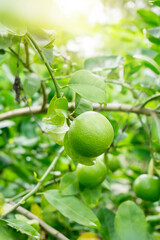 Green lime on tree in orgaic plantation.