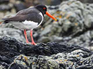 black headed gull