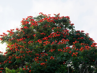 Fototapeta na wymiar African tuliptree (spathodea campanulata) blooming red flower on tree. Dominican Republic.