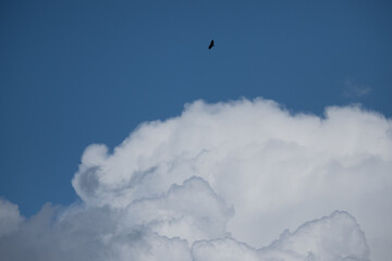 Nube buitre