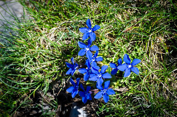 Fiori bellissimi blu in montagna