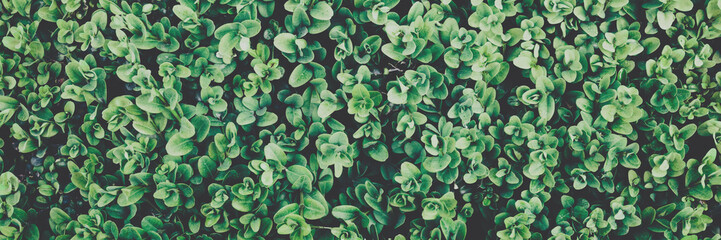 Green wall of ivy leaves. Vintage style nature background