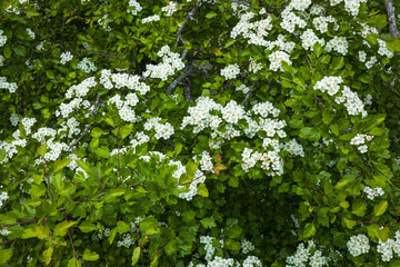 Beautiful close up view of green bashes with white flowers. Beautiful nature backgrounds.