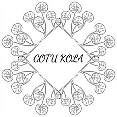 Gotu kola, sketch, frame 4