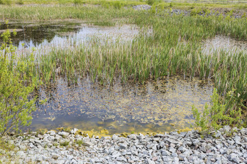Gorgeous nature landscape on a summer day. Green plants, swampy  water surface.   Amazing nature landscape background.