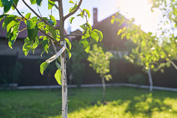Freshly planted young pear and apple trees in spring or summer orchard or garden with beautiful...