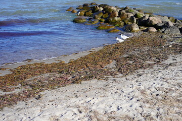 Sonniger Ostseestrand in der L&uuml;becker Bucht mit zwei Lachm&ouml;wen
