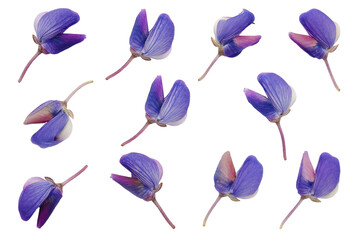Set of pressed and dried blue flowers lupine isolated on white background. Pressed and dried...