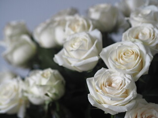 Bouquet white rose closeup.Background of flowers buds.