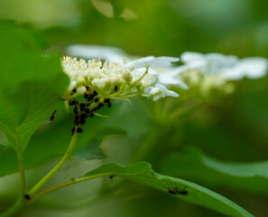 the plant is affected by aphids. ants monitor the work of aphids