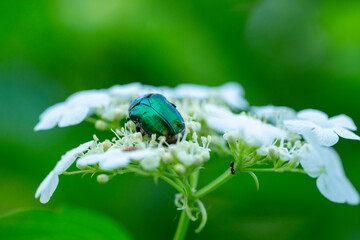 a green beetle sits on a white flower
