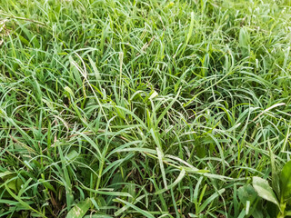 Green grass in the play ground at the sunset time in village of India.
