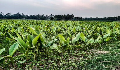 Green turmeric agriculture land and blue sky with white cloud at the sunset time.