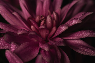 Soft Light Chrysanthemum Flower with Strong Vignette