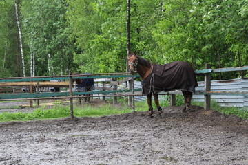 stallion horse in a blanket clothes for heating on a walk in the paddock
