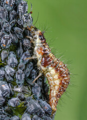 Florfliegenlarve frisst Blattläuse, Larve einer Florfliege inmitten einer Blattlauskolonie, Chrysoperla carnea Larve tötet Blattlaus, Biologische Schädlingsbekämpfung durch Nützliche Insekten