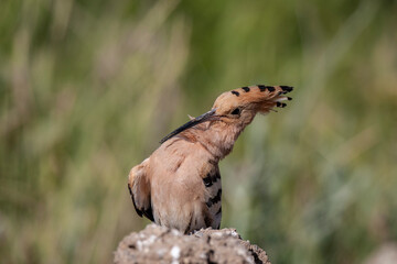 Eurasian Hoopoe (Upupa epops) bird habitat.