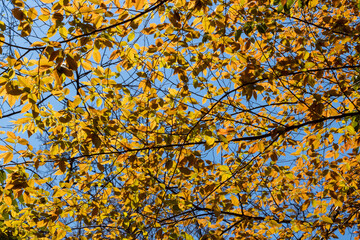 yellow autumn leaves