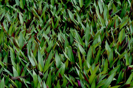 Beautiful ornamental plants for the background.COMMELINACEAE.Tradescantia spathacea Swartz