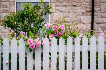 Pink roses growing over white picket fence in UK