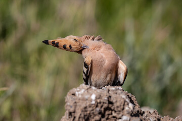 Eurasian Hoopoe (Upupa epops) bird habitat.