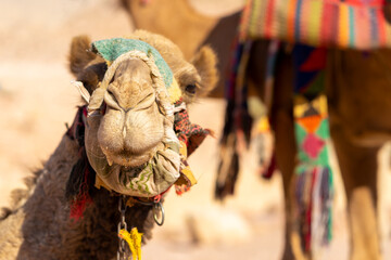 Camels in the desert of Jordan, Petra - Wadi Musa