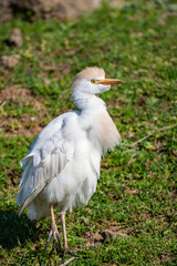 Western Cattle Egret (Bubulcus ibis) bird habitat.