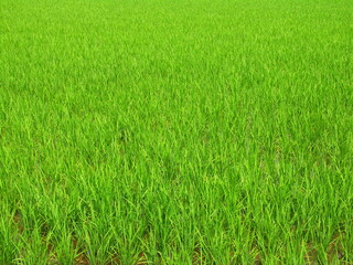 生育順調な初夏の青田風景