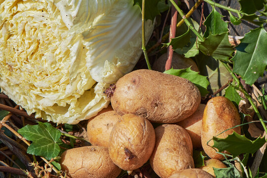 View Into A Bio Container  With Various Organic Wastes Such As Potato And Salad For Recycling.