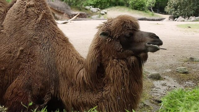 Dromedar (Kamel) liegt auf der Erde und isst Grass. 