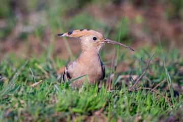 Eurasian Hoopoe (Upupa epops) bird habitat.