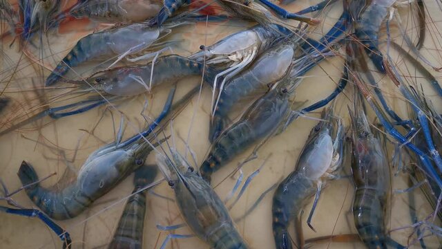 Shrimp footage for sale at the market selling seafood ingredients.