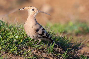 Eurasian Hoopoe (Upupa epops) bird habitat.