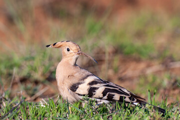Eurasian Hoopoe (Upupa epops) bird habitat.