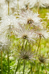 fleur anémone des Alpes dans une prairie sauvage au printemps au soleil  