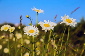 Obraz na płótnie Canvas Summer flowers white daisies.