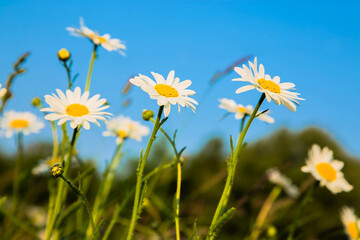 Fototapeta na wymiar Summer flowers white daisies.