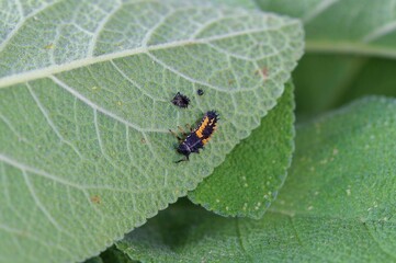 Ladybug Baby Stages. Pupa and Larvae Stages of a Ladybug on Sage leaves (Salvia officinalis)....
