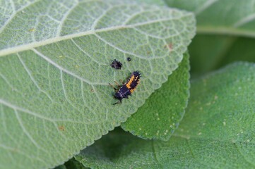 Ladybug Baby Stages. Pupa and Larvae Stages of a Ladybug on Sage leaves (Salvia officinalis). Adalia bipunctata, known as the two-spot ladybird, ladybug or lady beetle, a larva searching for aphids. 