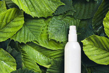 Unbranded skincare products white plastic bottle with dispenser and flacons. Tube for cream shampoo. Green chestnut leaves texture pattern background. Mockup and copy space. Tropical style