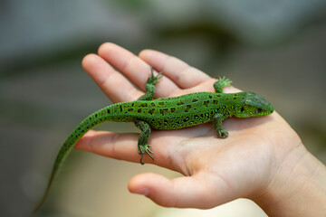 green lizard in the child's hand close-up