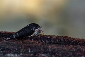 Macro shot of an isolated hermit crab on a wooden log. They are decapod crustaceans of the superfamily Paguroidea. It has a beautiful black shell with white dot like spots and its eyes protruding out