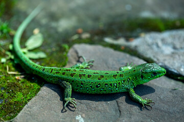 lizard close-up in its natural habitat