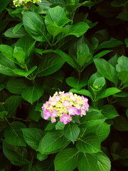 咲き始めた一輪のピンクの紫陽花